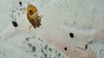 lutter contre la punaise de lit