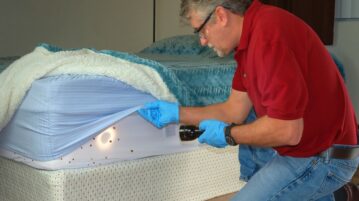 punaises de lit sur un matelas