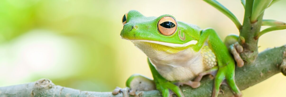 Astuces pour différencier une rainette d'une grenouille