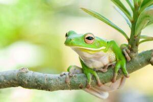 Astuces pour différencier une rainette d'une grenouille