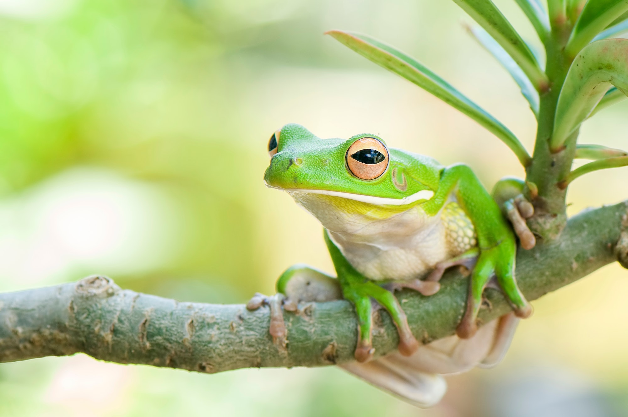 Astuces pour différencier une rainette d'une grenouille