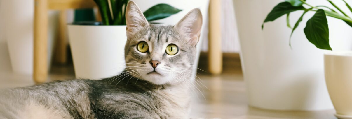 Conseils et astuces pour un chat heureux en appartement