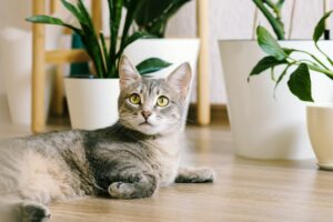 Conseils et astuces pour un chat heureux en appartement