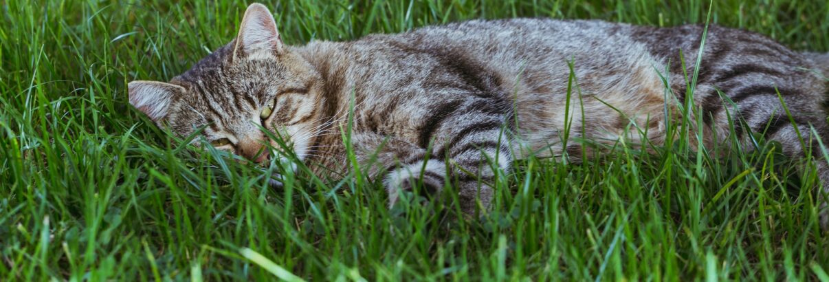 Nos conseils pour protéger son chat des dangers extérieurs