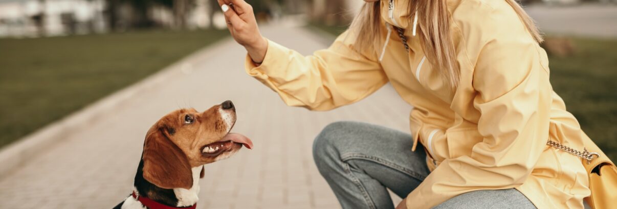 4 erreurs à ne pas commettre dans l'éducation de son chien