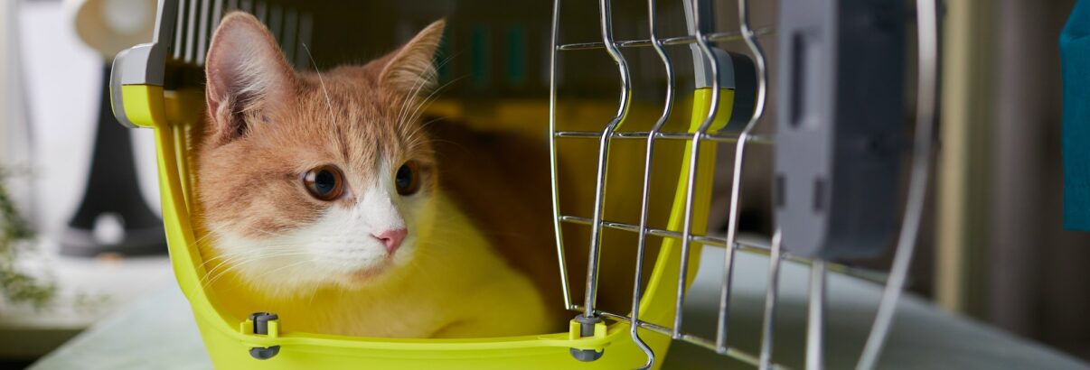Les 4 secrets d'un voyage réussi avec son chat en voiture