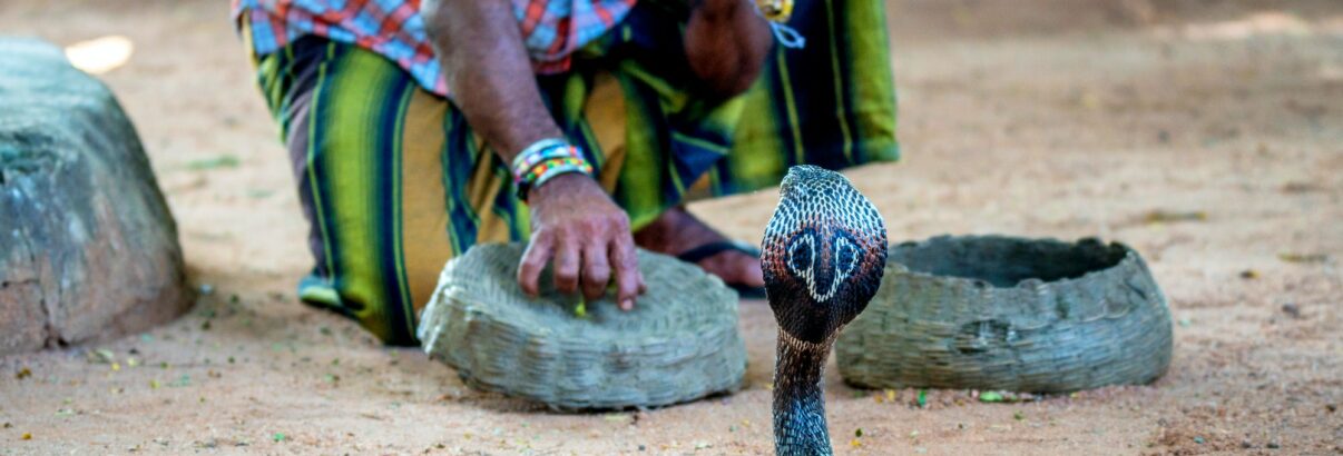 Le spectacle fascinant des charmeurs de serpents