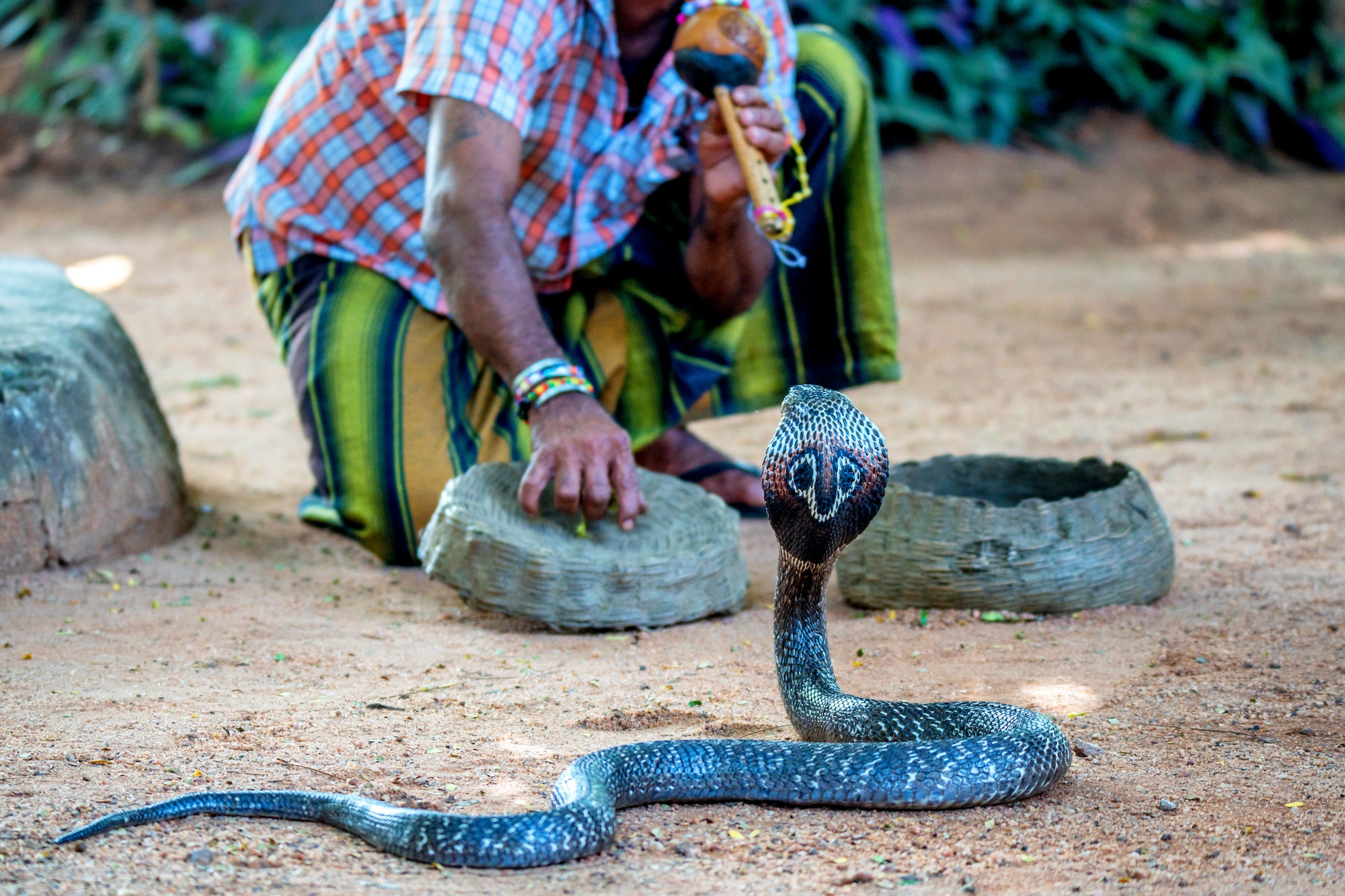 Le spectacle fascinant des charmeurs de serpents
