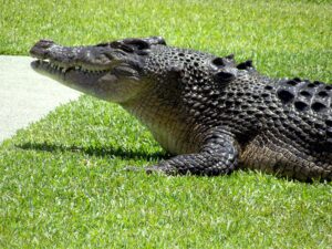 La vitesse de ce prédateur est sans égal