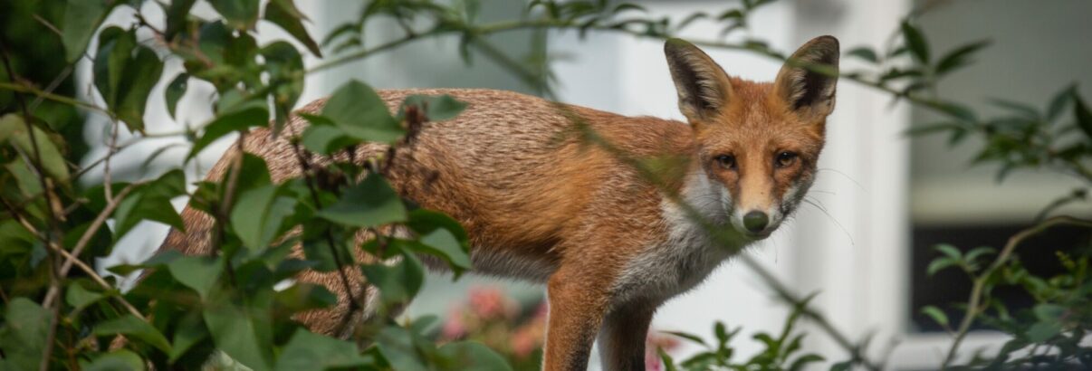 Astuces efficaces pour protéger votre jardin des renards