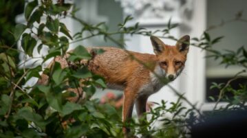 Astuces efficaces pour protéger votre jardin des renards