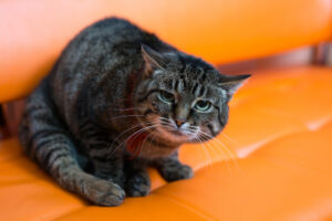 Attention ces odeurs peuvent stresser votre chat