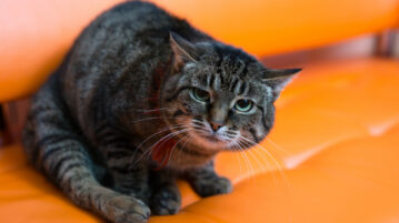 Attention ces odeurs peuvent stresser votre chat