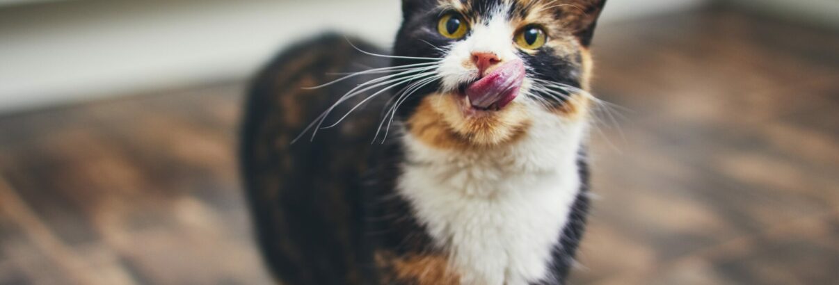Le chat qui bave : Ce que vous devez vraiment savoir
