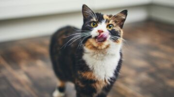 Le chat qui bave : Ce que vous devez vraiment savoir