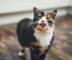 Le chat qui bave : Ce que vous devez vraiment savoir