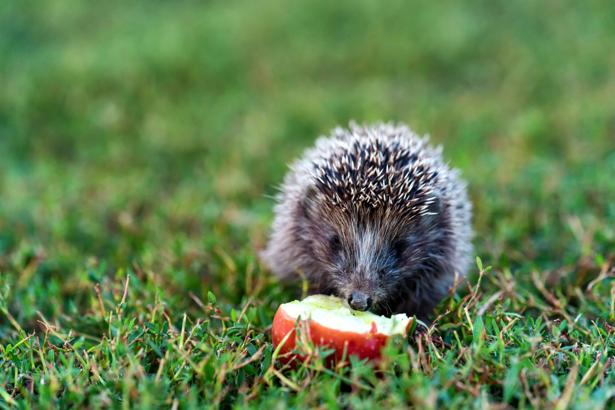 Voici comment facilement protéger les hérissons qui s'installent dans nos jardins