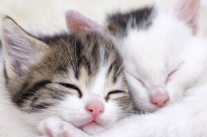 L'Incroyable monde des rêves des animaux