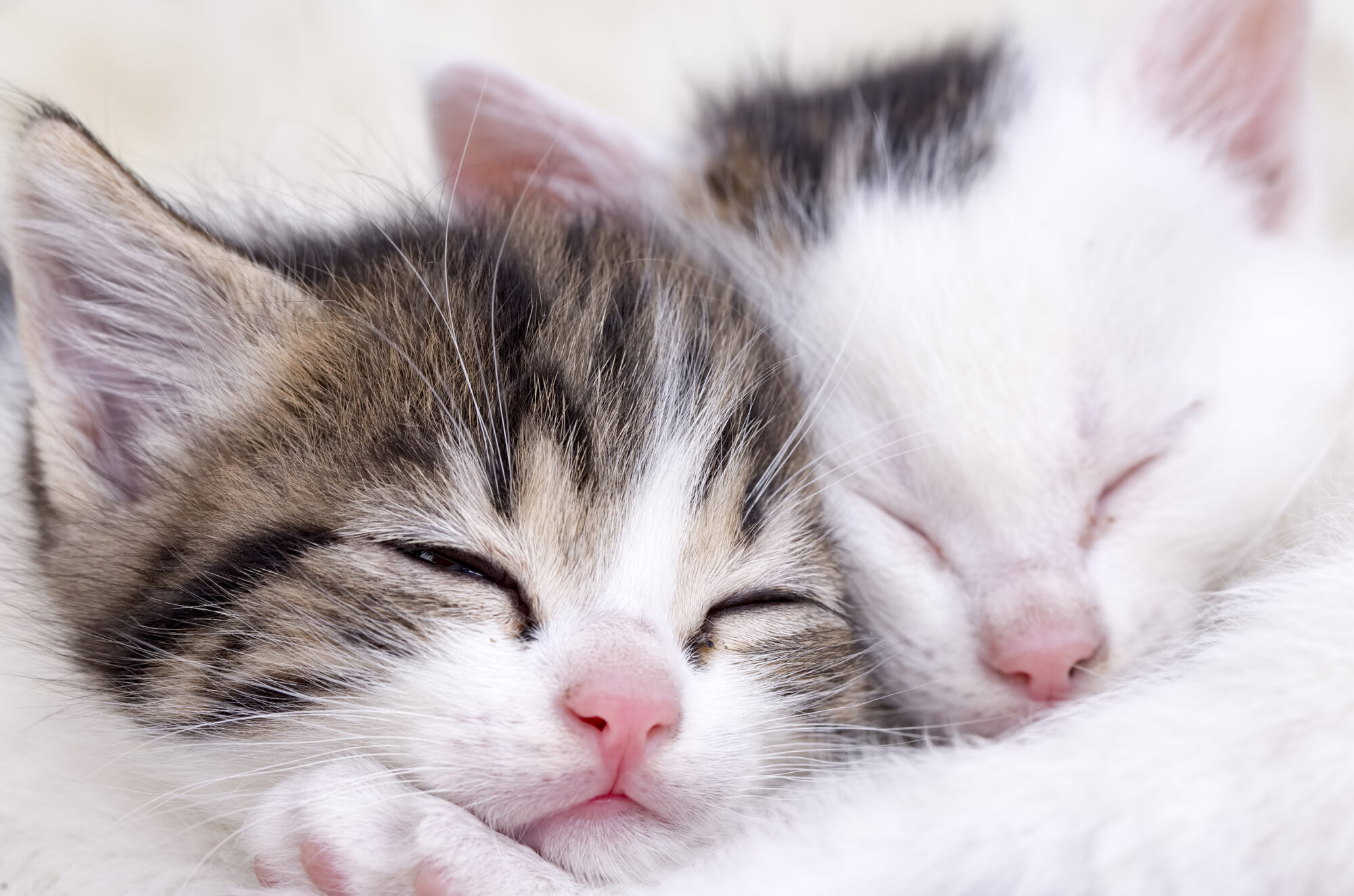 L'Incroyable monde des rêves des animaux