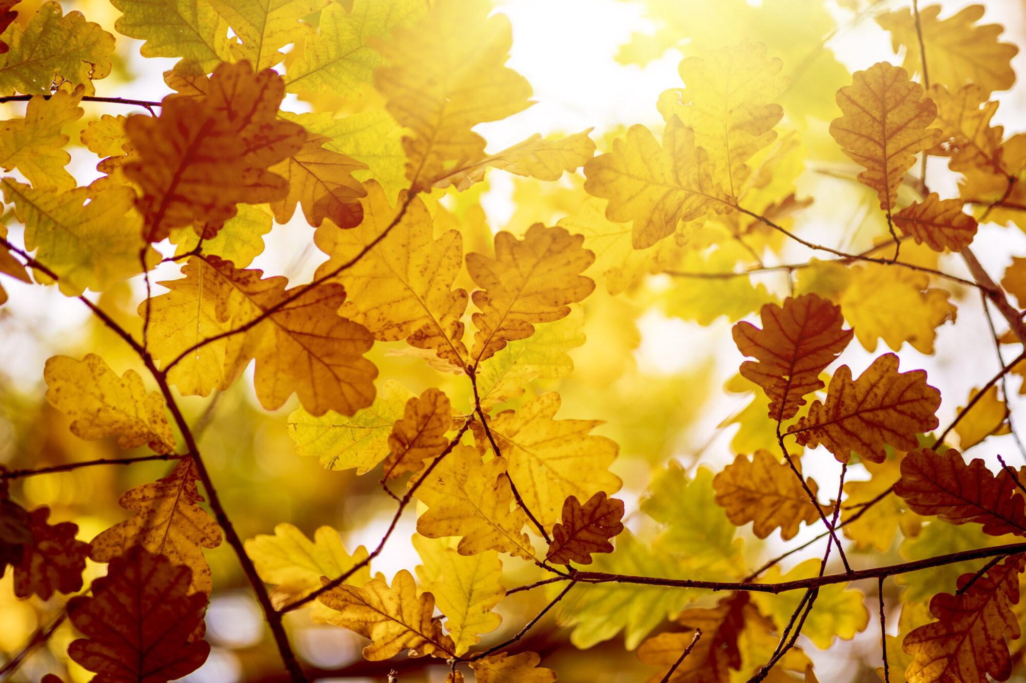 Le Monde enchanté des feuilles : Découvrez Leur rôle étonnant dans la nature