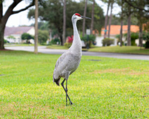 Les oiseaux migrateurs : spectateurs d'un ballet aérien au coeur de votre jardin en novembre