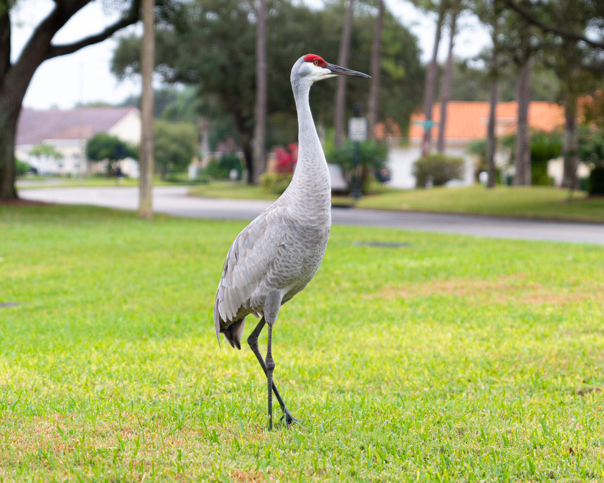 Les oiseaux migrateurs : spectateurs d'un ballet aérien au coeur de votre jardin en novembre