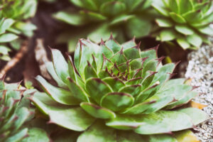 Voici des plantes qui peuvent passer l'hiver sur votre balcon