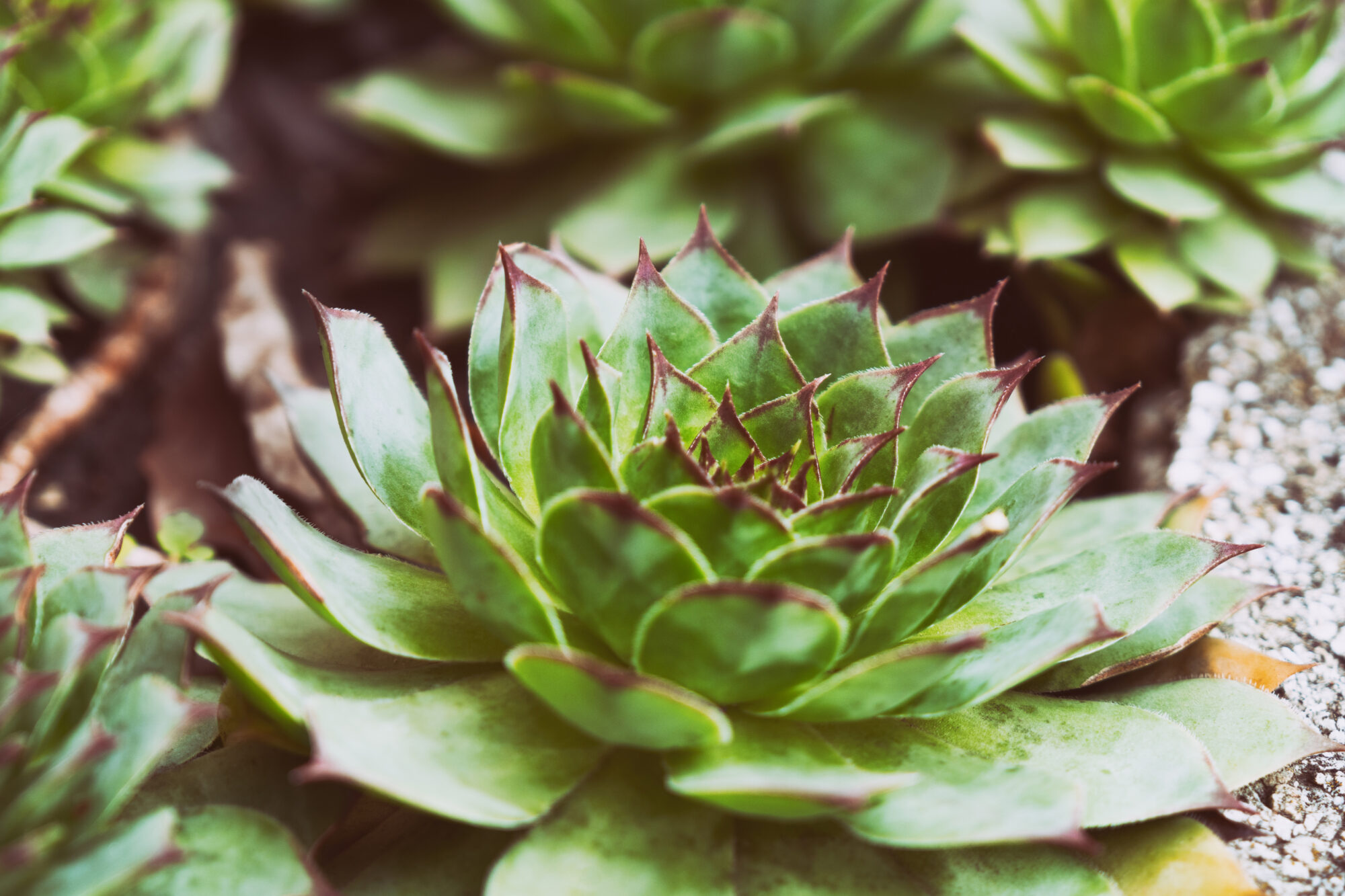 Voici des plantes qui peuvent passer l'hiver sur votre balcon