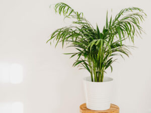 Lutter contre les ennemis invisibles du palmier Areca