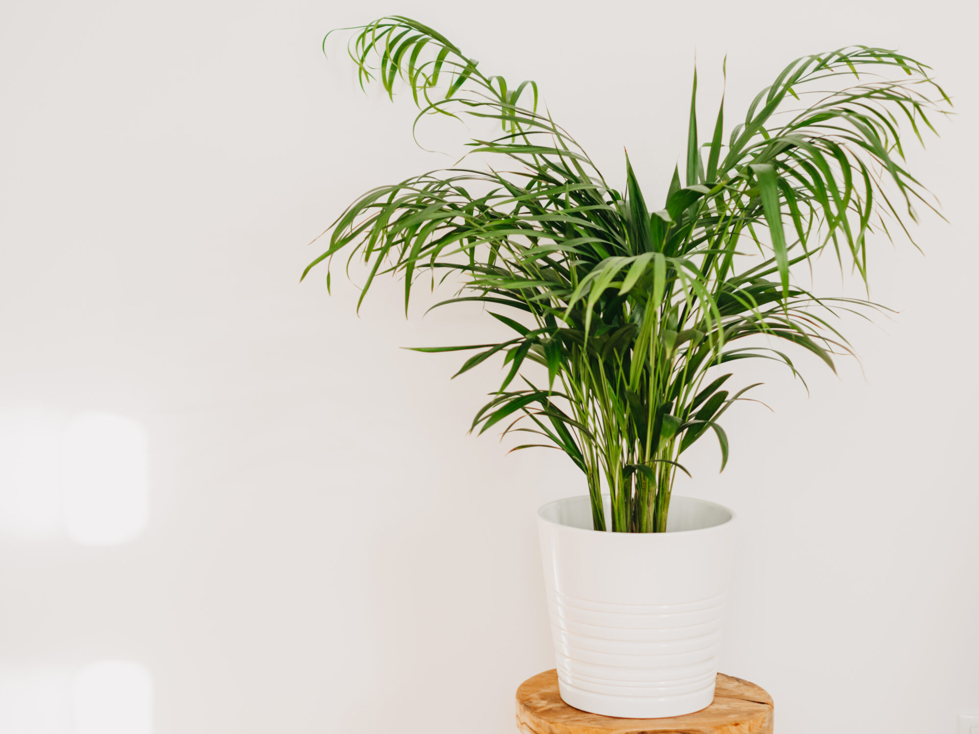 Lutter contre les ennemis invisibles du palmier Areca