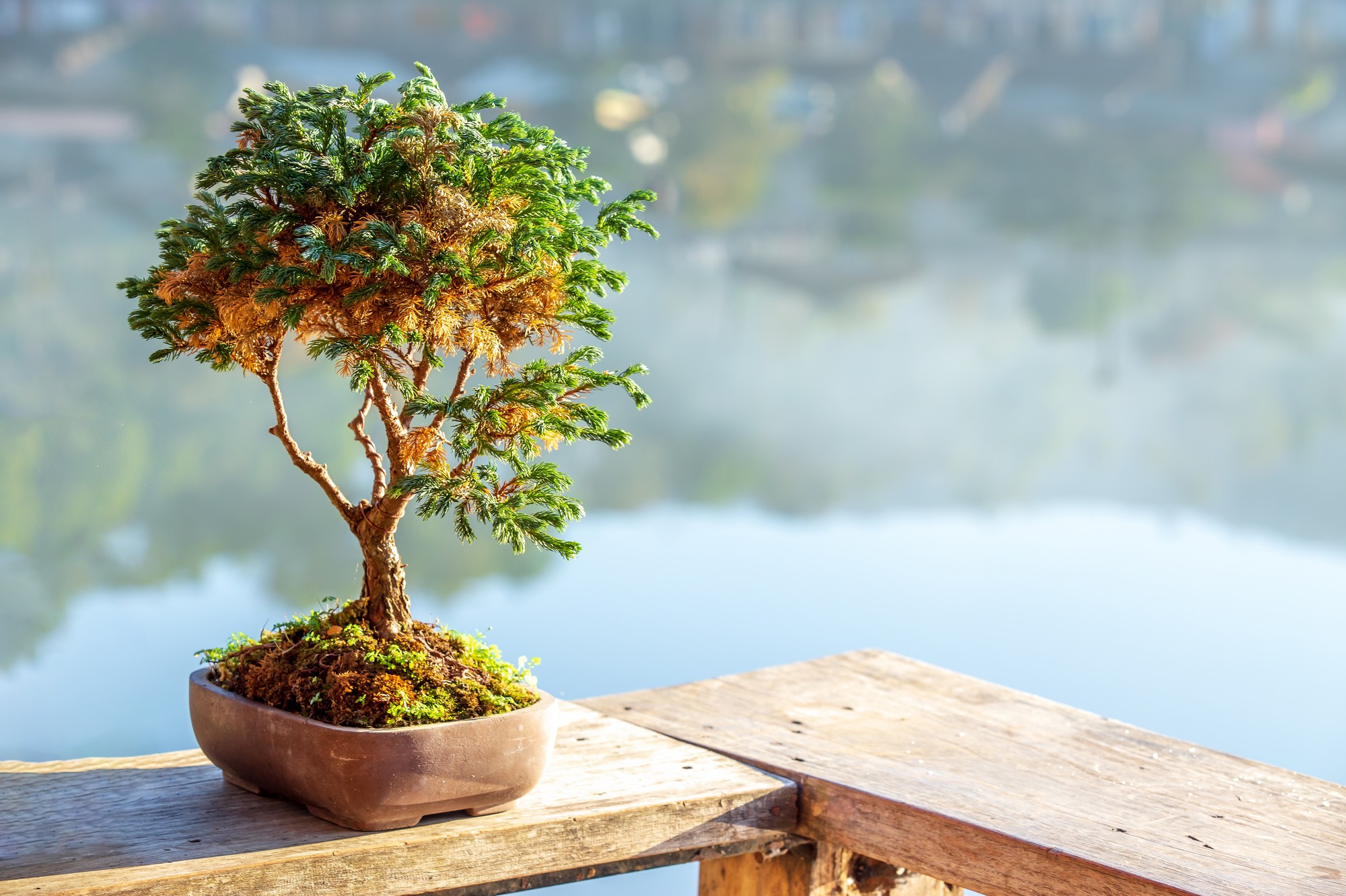 Voici le secret d'un arrosage réussi d'un bonsaï