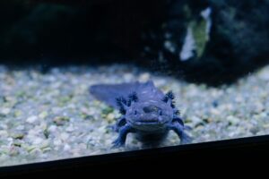 Adoptez un axolotl, une adorable petite créature