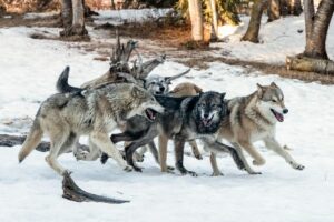 Exploration du monde des loups : 6 races méconnues aux caractéristiques uniques