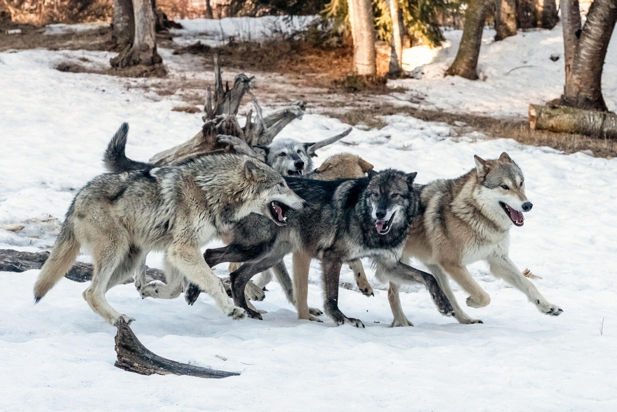 Exploration du monde des loups : 6 races méconnues aux caractéristiques uniques