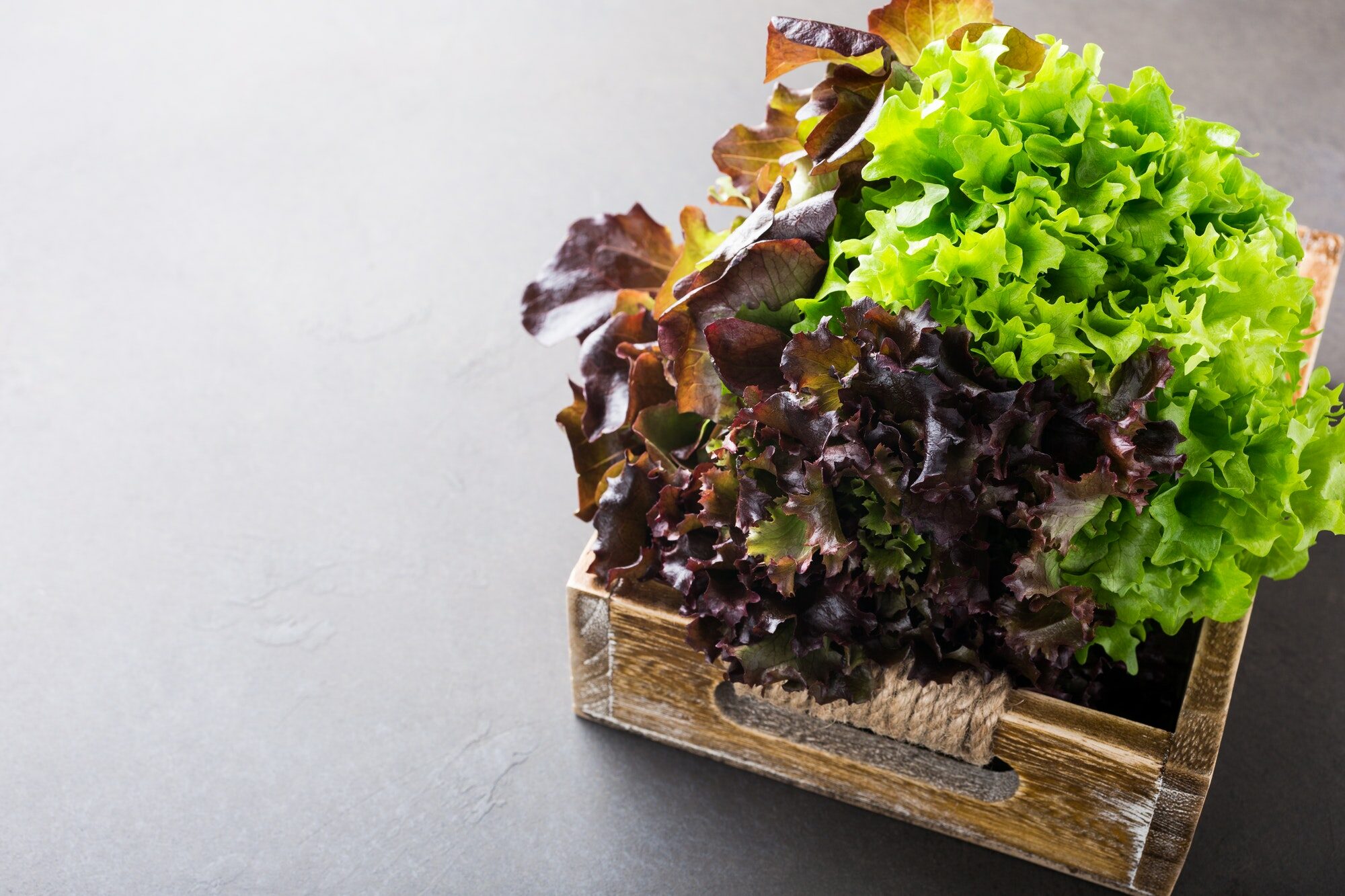 Fini le gaspillage avec ces astuces de conservation de la salade