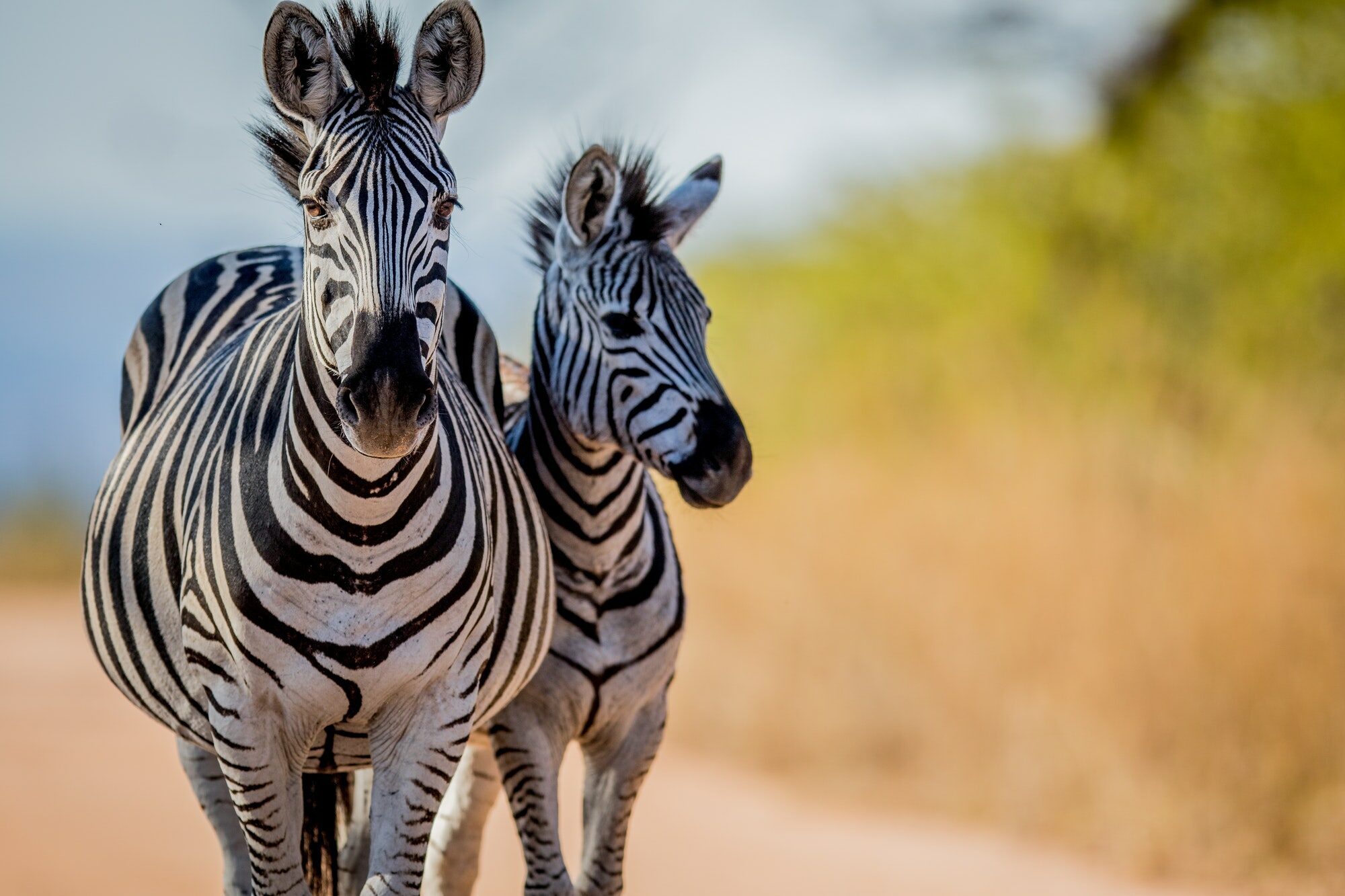 Voici une petite liste des animaux dont le nom commence par la lettre Z