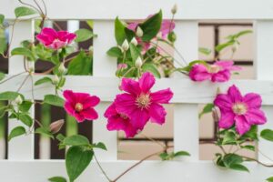 Sublimez votre balcon ou terrasse grâce à ces fabuleuses plantes grimpantes