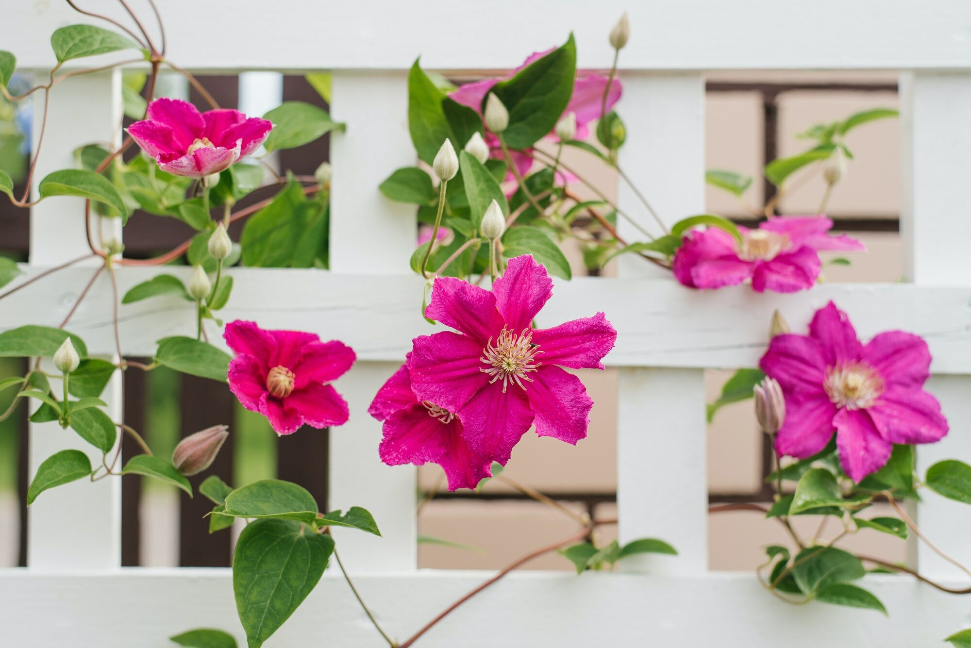 Sublimez votre balcon ou terrasse grâce à ces fabuleuses plantes grimpantes