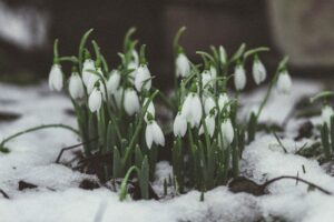 Découvrez ces fleurs qui poussent dans la neige