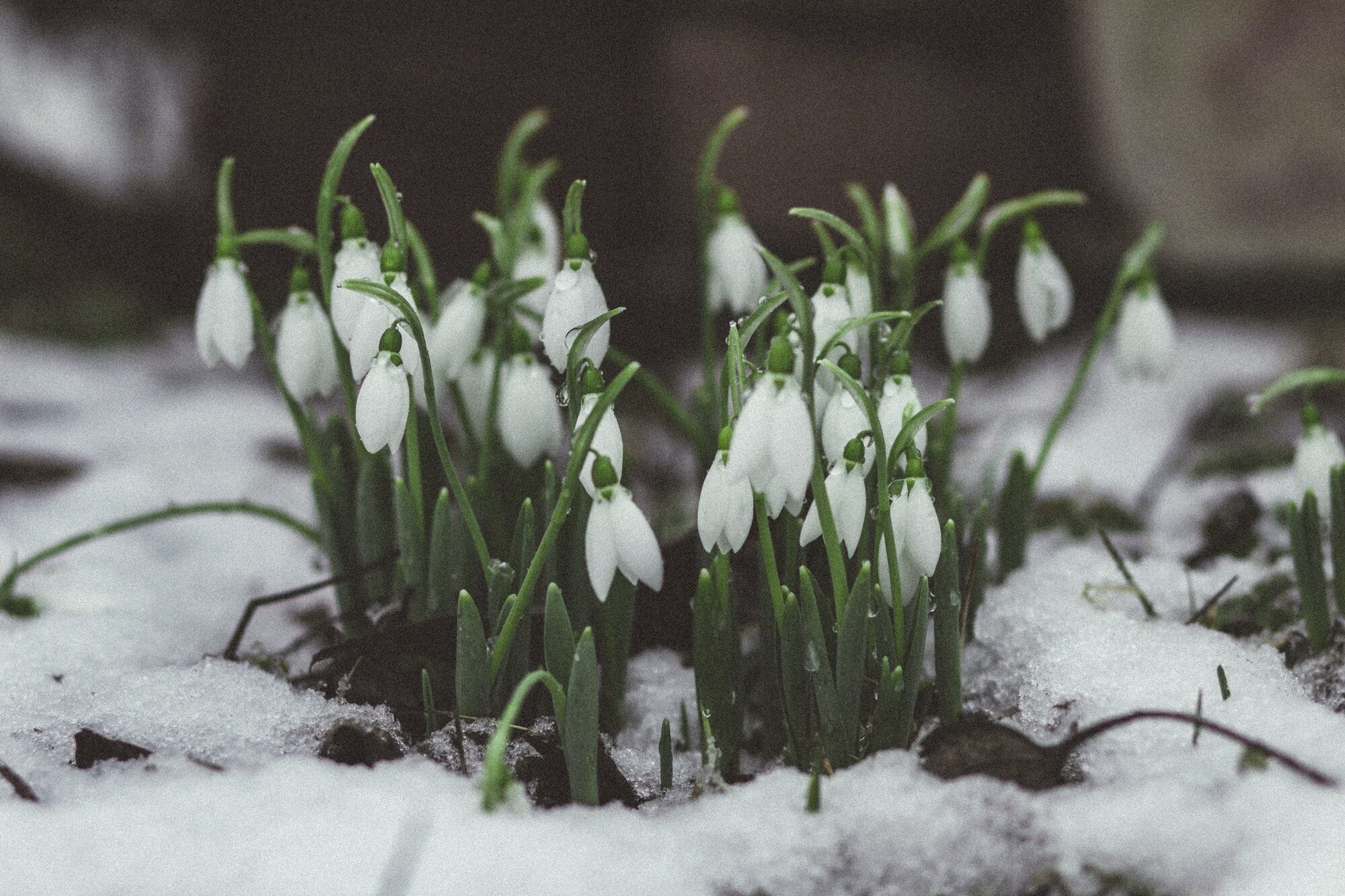 Découvrez ces fleurs qui poussent dans la neige