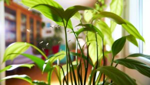 Des plantes d'intérieur avec quelques moucherons visibles volant autour.