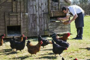 Tout pour réussir votre petit élevage de poules dans votre jardin