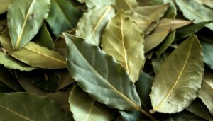 Les feuilles de laurier : un secret bien gardé pour une maison saine et harmonieuse