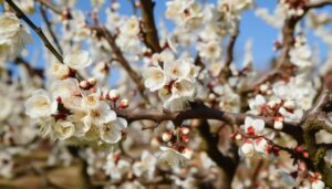 Prunier : le guide ultime pour le planter et le tailler efficacement