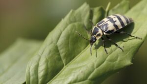 Comment vaincre les Altises : stratégies et solutions pour protéger vos plantations