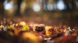 Cueillette des châtaignes : Les secrets d'une récolte réussie