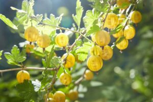 Groseillier à maquereau