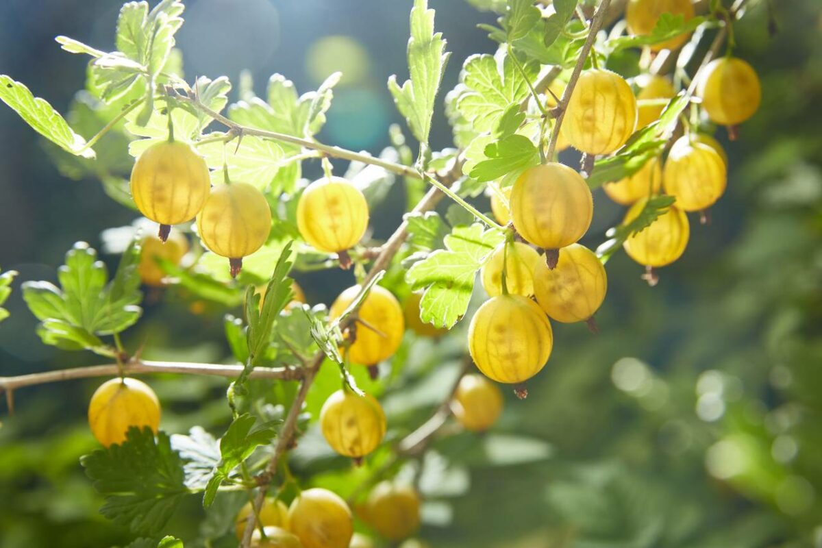 Groseillier à maquereau
